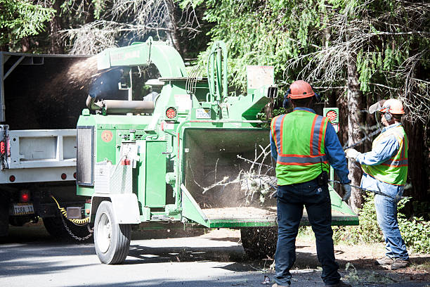 Bulverde, TX Tree Removal Services Company